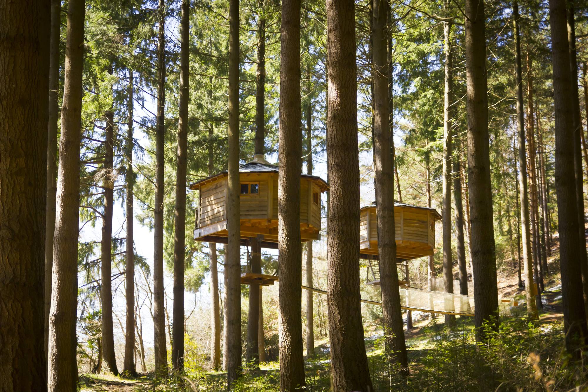 cabane dans les arbres