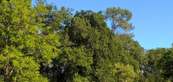 Villa avec Spa Privatif, proche Sarlat