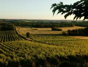 Dormir dans un lodge au milieu des vignes, Tarn - 2