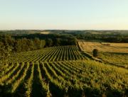 Dormir dans un lodge au milieu des vignes, Tarn - 3