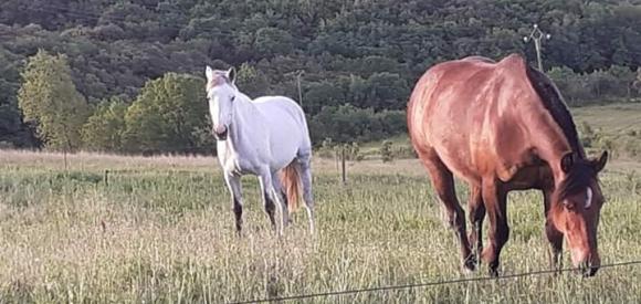 Cabane sur pilotis Miel et Coton avec Spa privatif, Aude