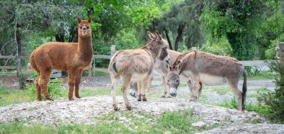 Roulotte Nuit d'Amour avec Spa privatif, Ardèche