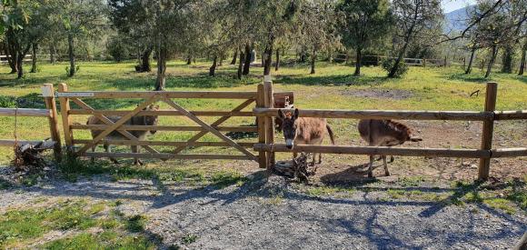 Roulotte gîte avec spa privatif à Vogüé, Ardèche