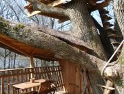 Cabane dans un arbre bicentenaire, Chalais - 2