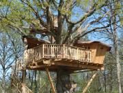 Cabane dans un arbre bicentenaire, Chalais - 1