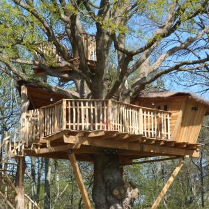 Cabane dans un arbre bicentenaire, Chalais