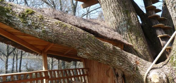 Cabane dans un arbre bicentenaire, Chalais